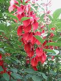 Coral Tree / Erythrina crista-galli 